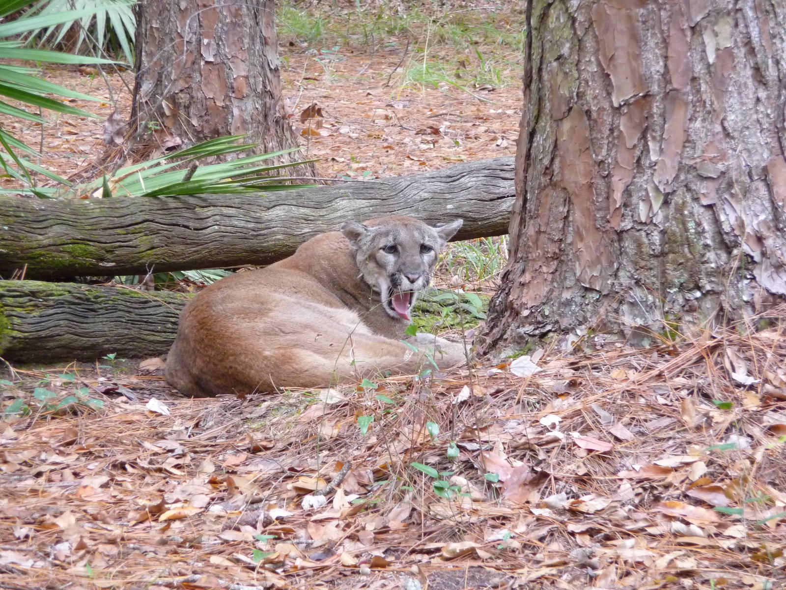 Florida Panther