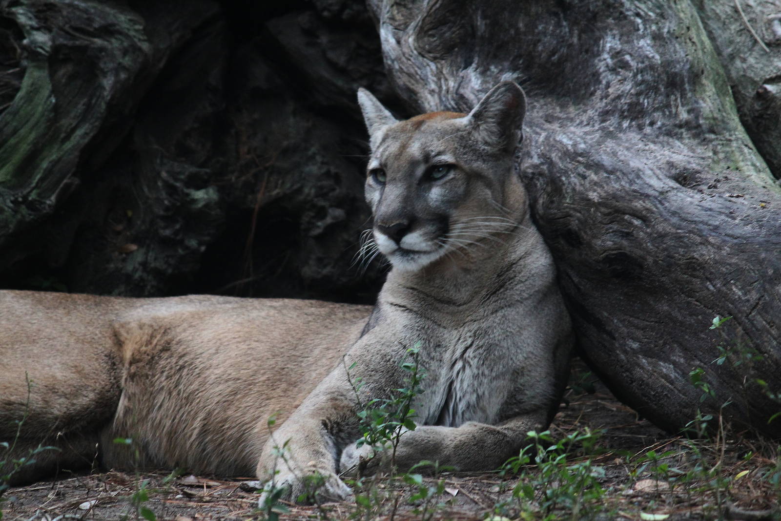Florida Panther