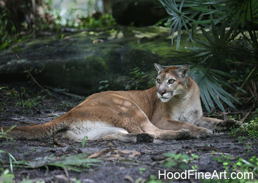 florida panther