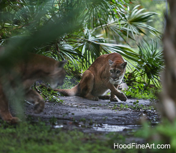 florida panther