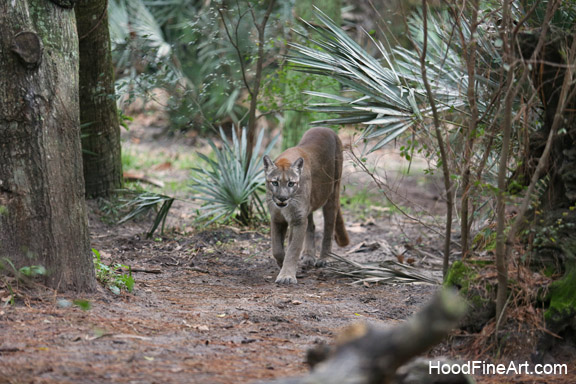 Florida panther