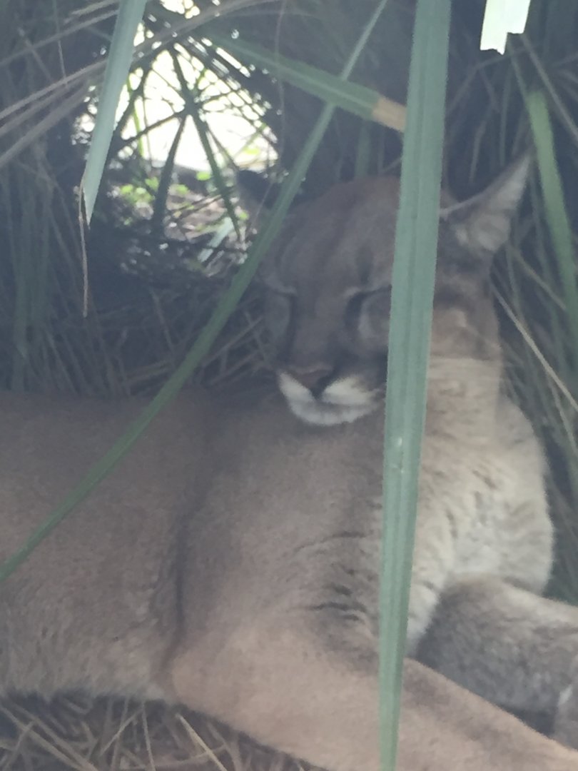 Florida Panther