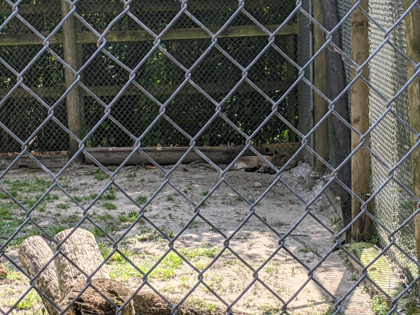 Florida Panther