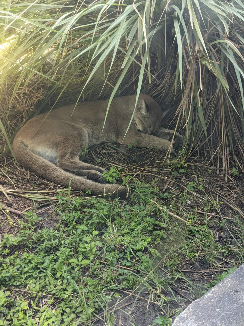Florida panther