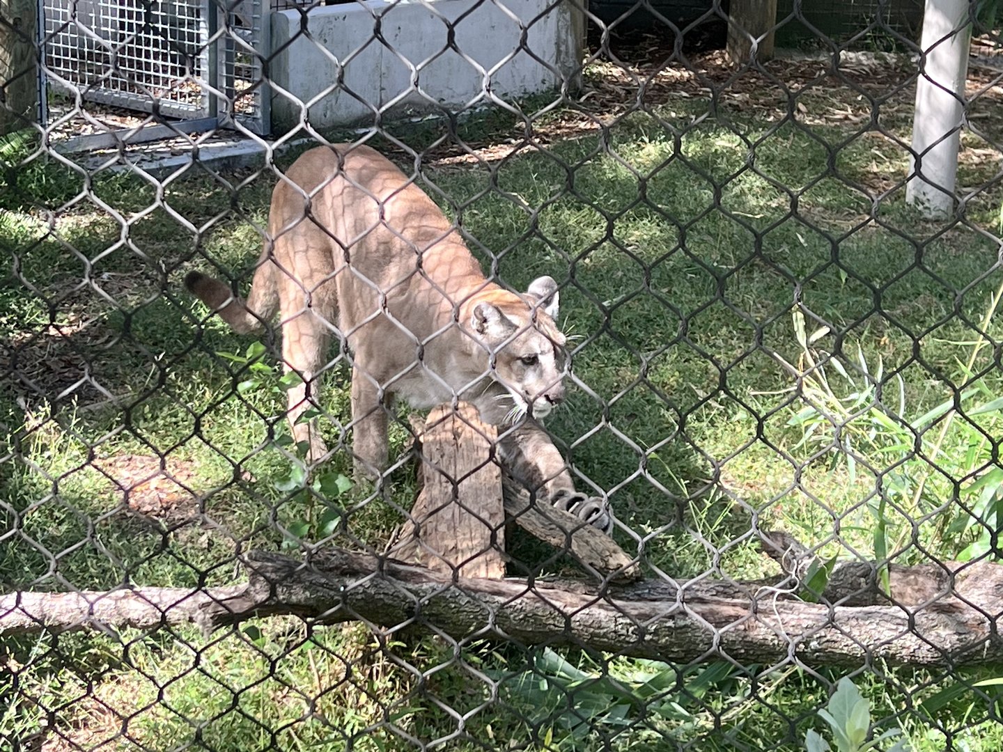 Florida Panther