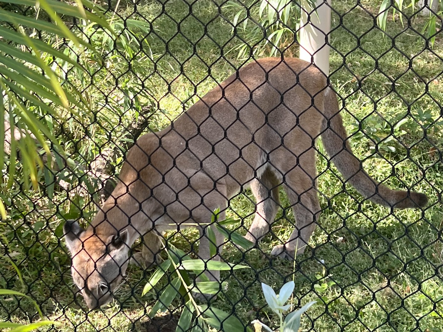Florida Panther