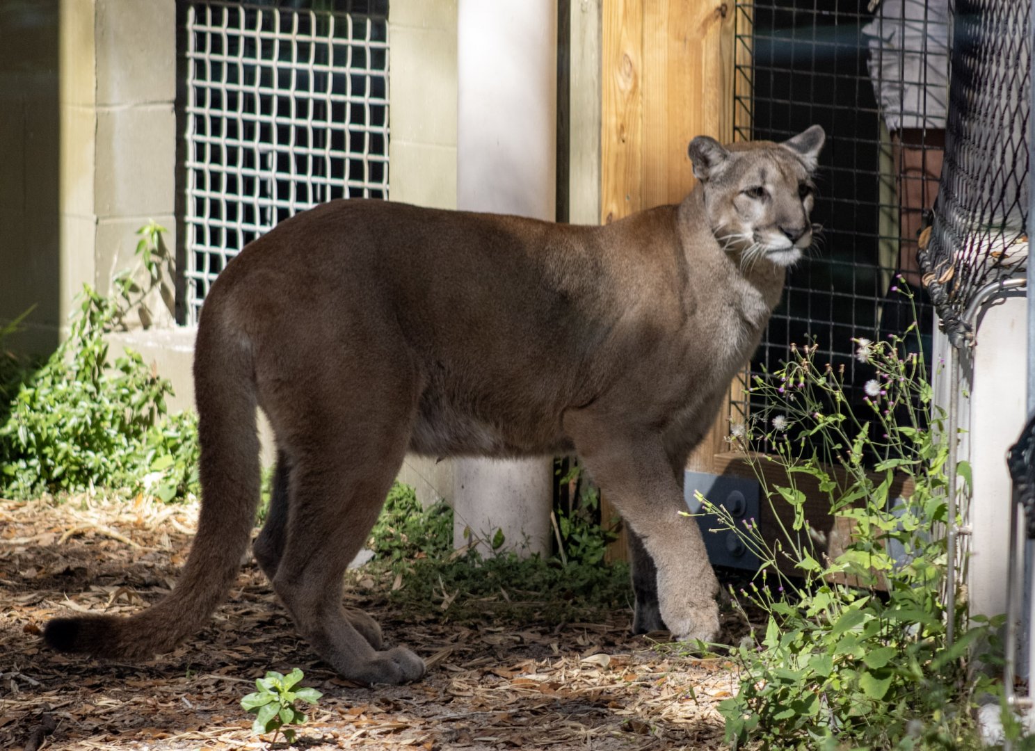 Florida Panther