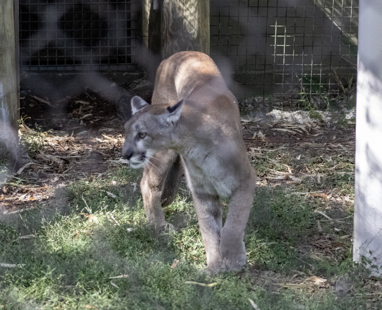 Florida Panther
