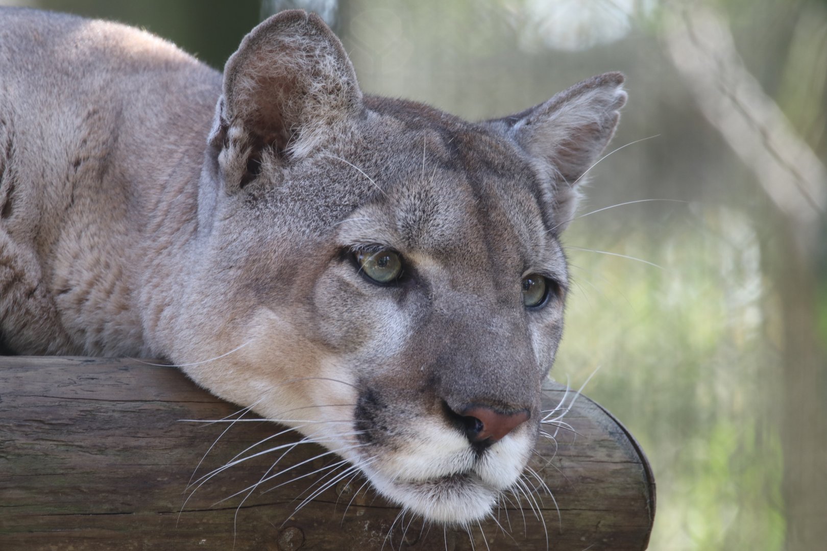 Florida panther