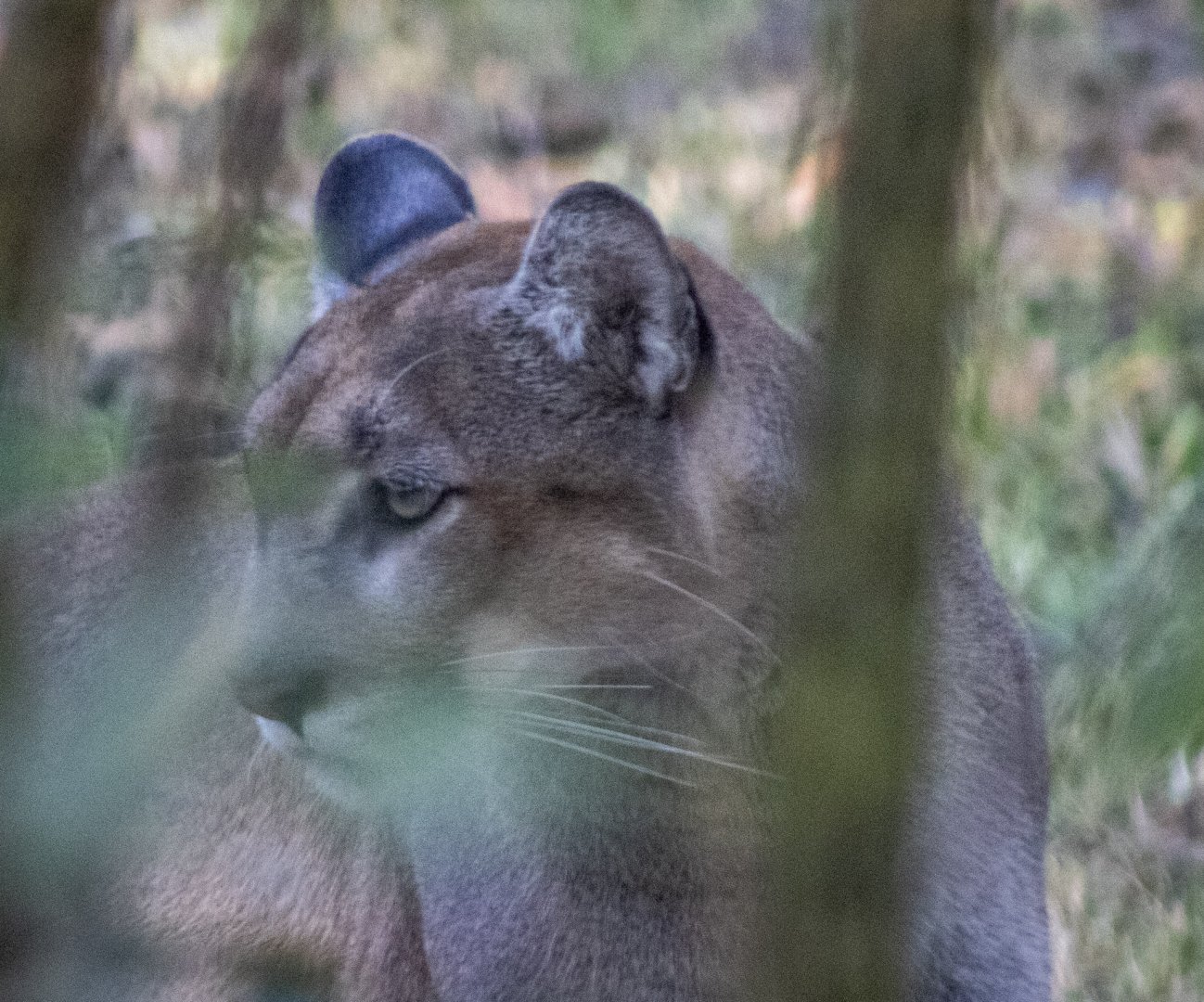 Florida Panther