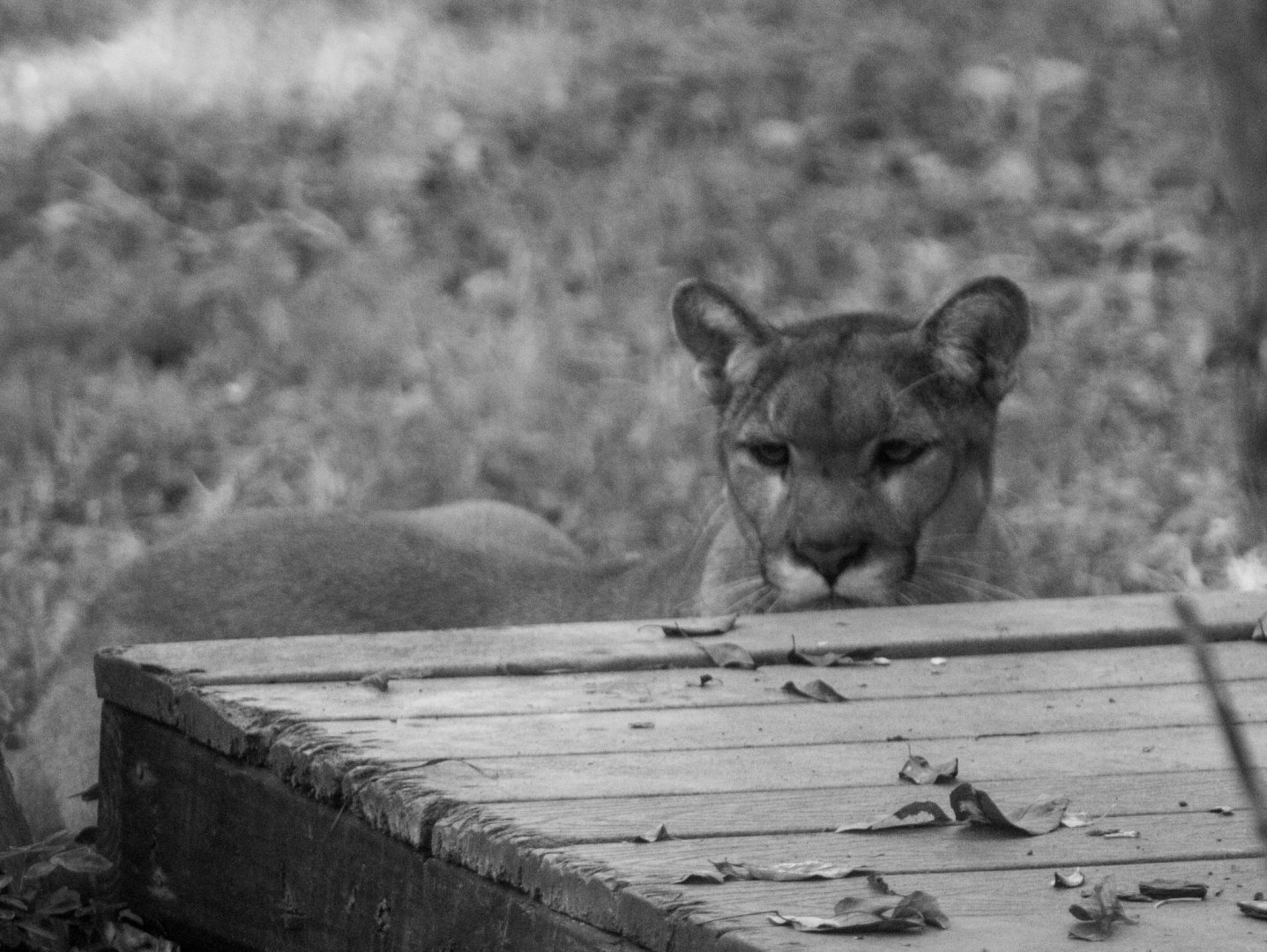 Florida Panther