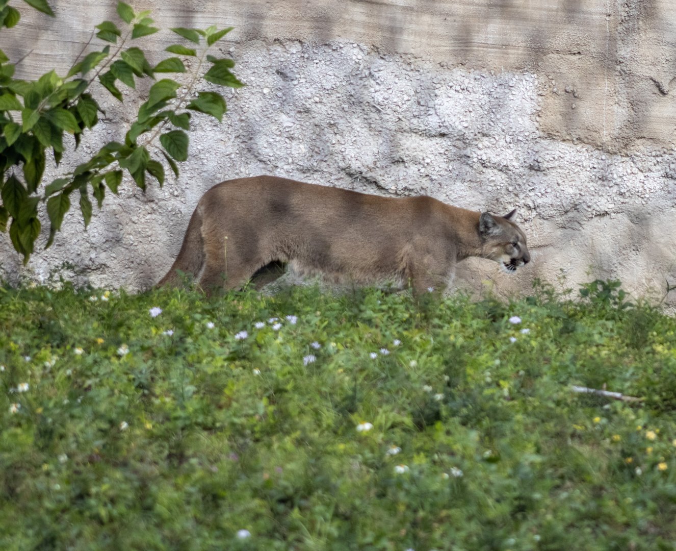 Florida Panther