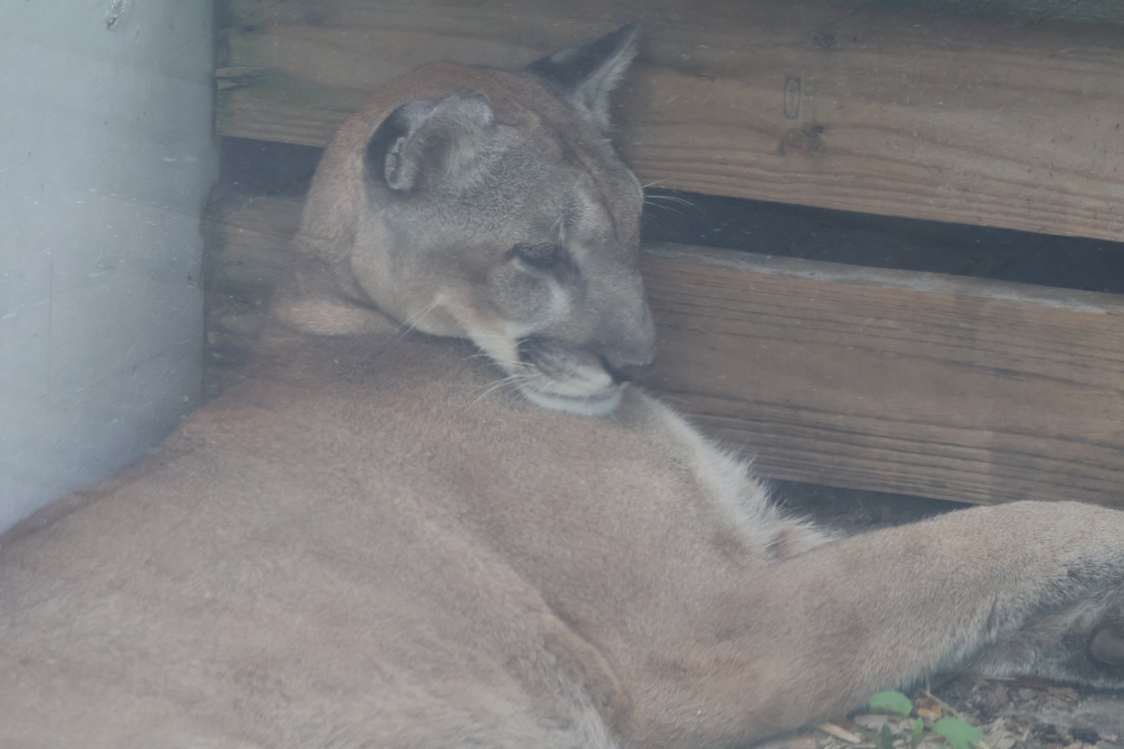 Florida panther
