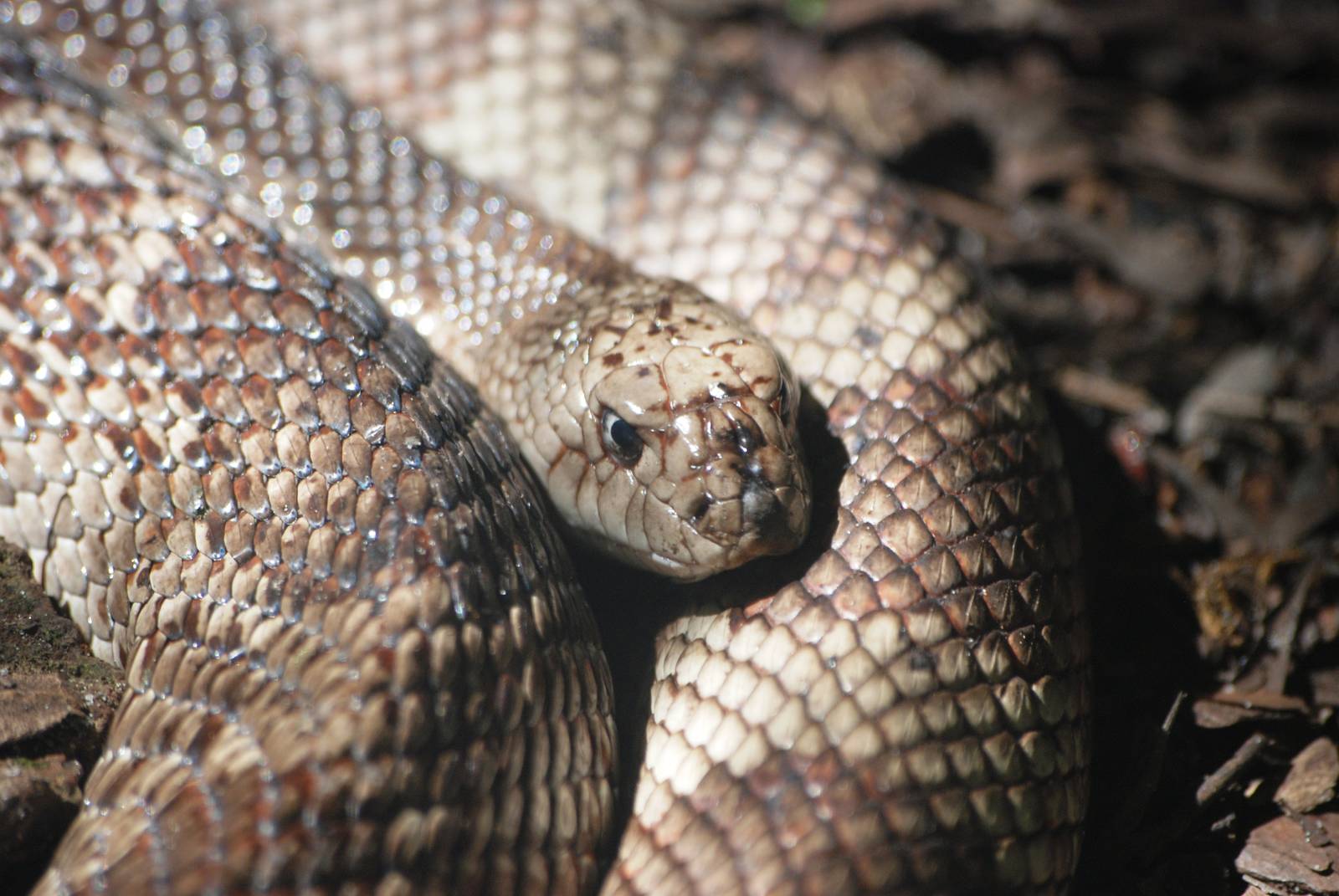 Florida Pine Snake at Jacksonville, 10/10/13
