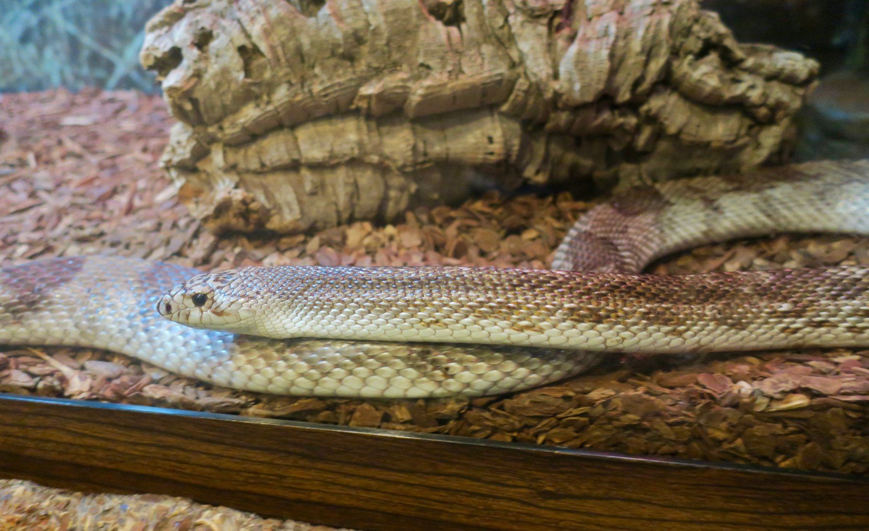 Florida Pine Snake (Pituophis melanoleucus mugitus)