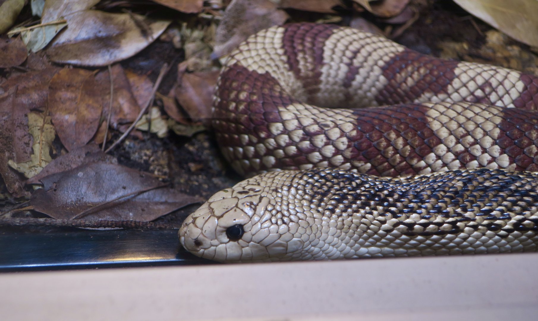 Florida Pine Snake (Pituophis melanoleucus mugitus)