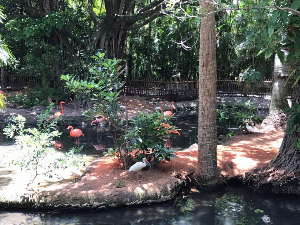Florida Pioneer Trail- American Flamingo