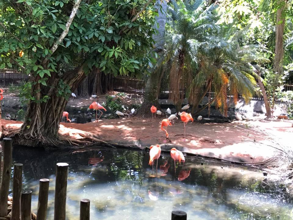 Florida Pioneer Trail- American Flamingo