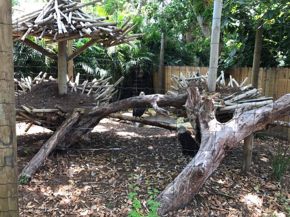 Florida Pioneer Trail- Bald Eagle