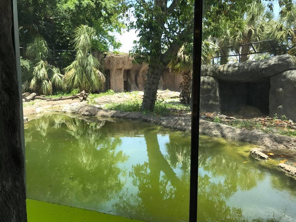 Florida Pioneer Trail- Black Bear