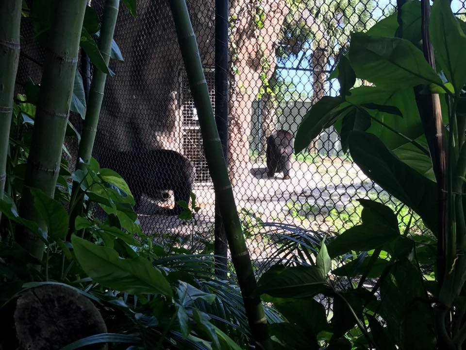 Florida Pioneer  Trail- Black Bear