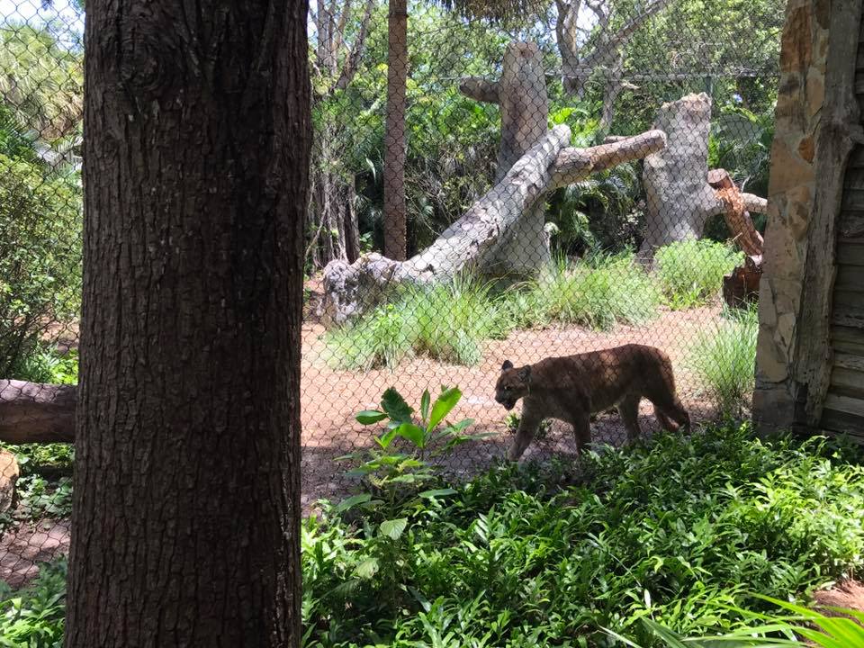 Florida Pioneer Trail- Florida Panther