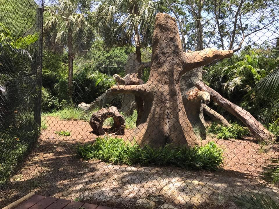 Florida Pioneer Trail- Florida Panther