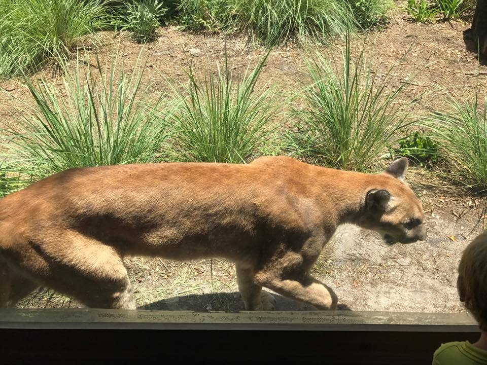 Florida Pioneer Trail- Florida Panther