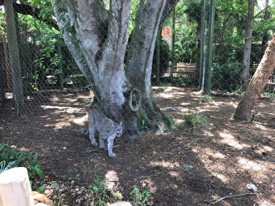 Florida Pioneer Trail- Florida Panther
