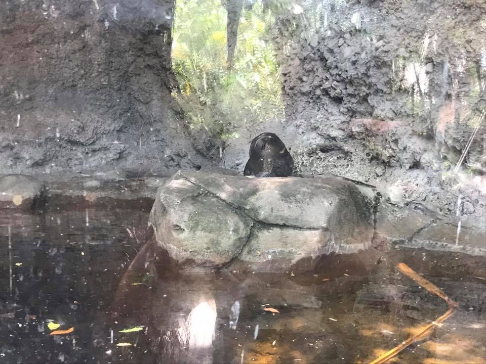 Florida Pioneer Trail- River Otter