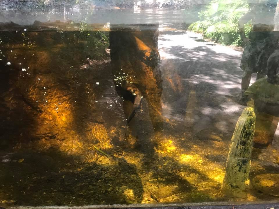 Florida Pioneer Trail- River Otter