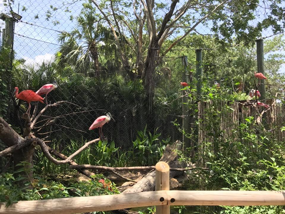 Florida Pioneer Trail- Roseate Spoonbill