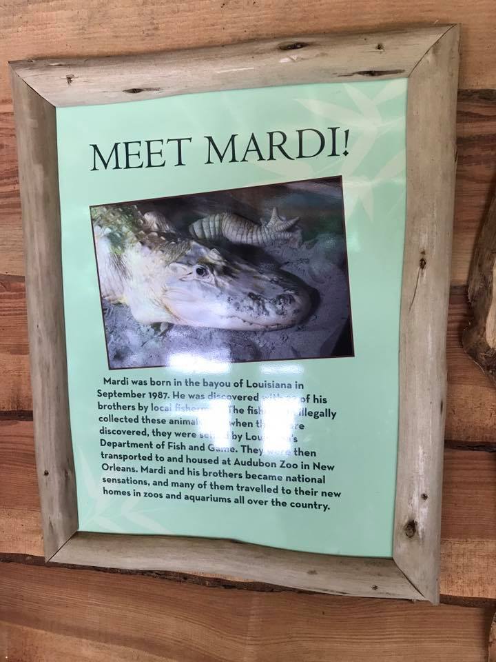 Florida Pioneer Trail- White Alligator