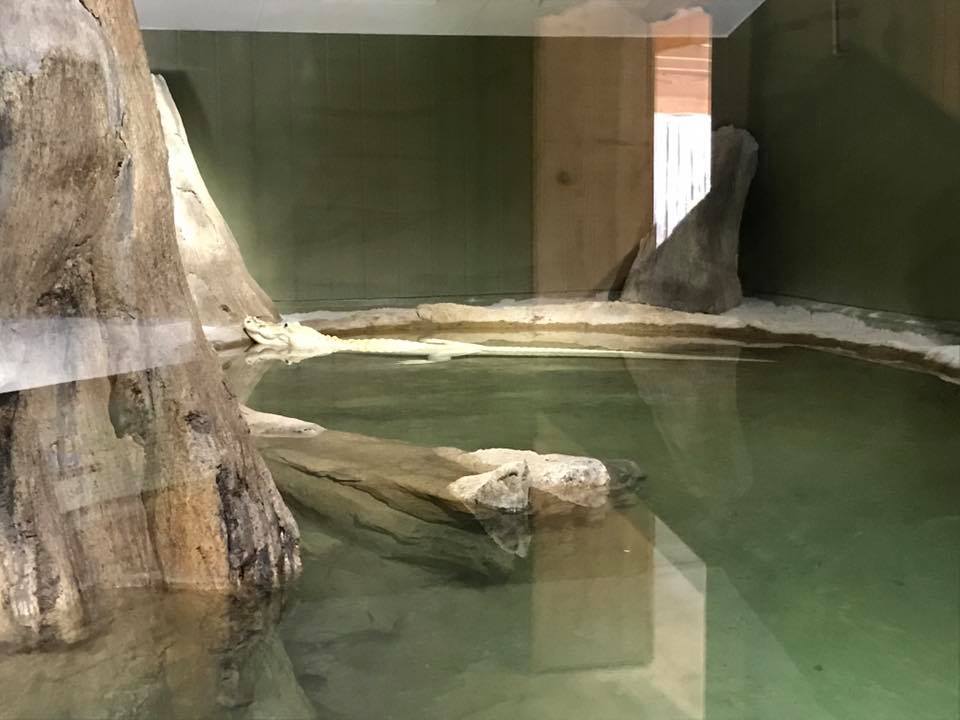 Florida Pioneer Trail- White Alligator