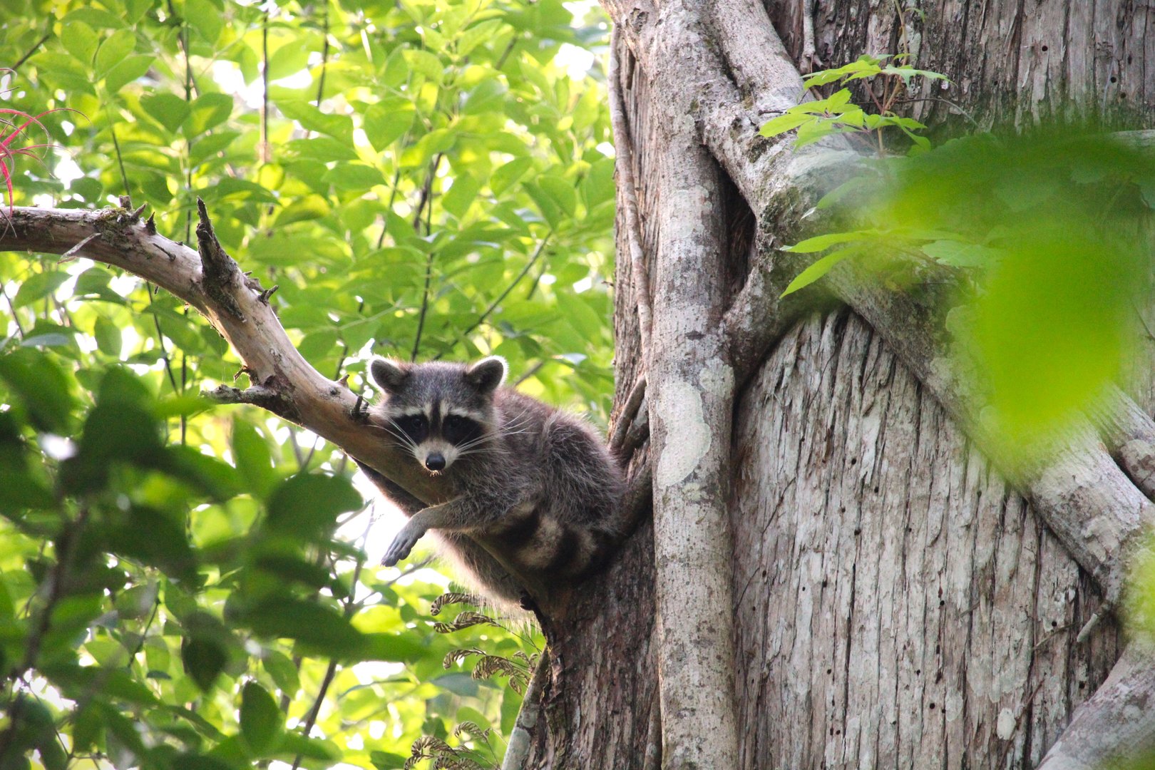 Florida Raccoon