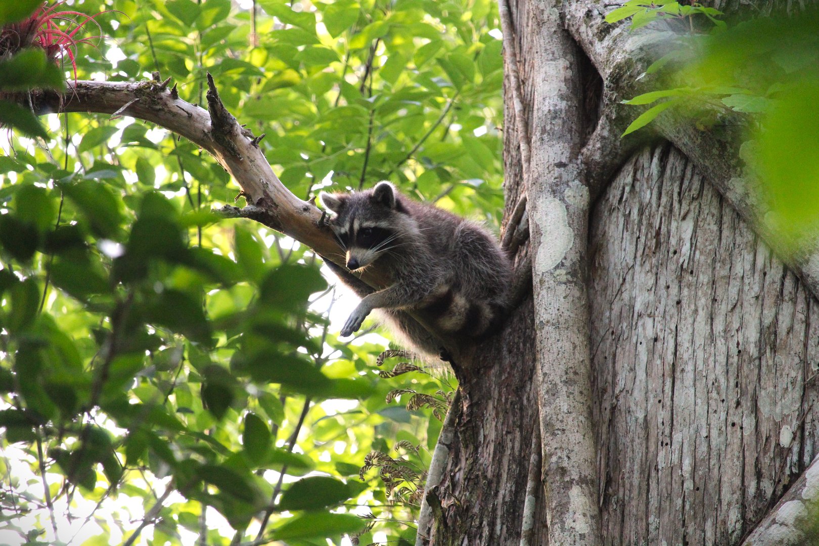 Florida Raccoon
