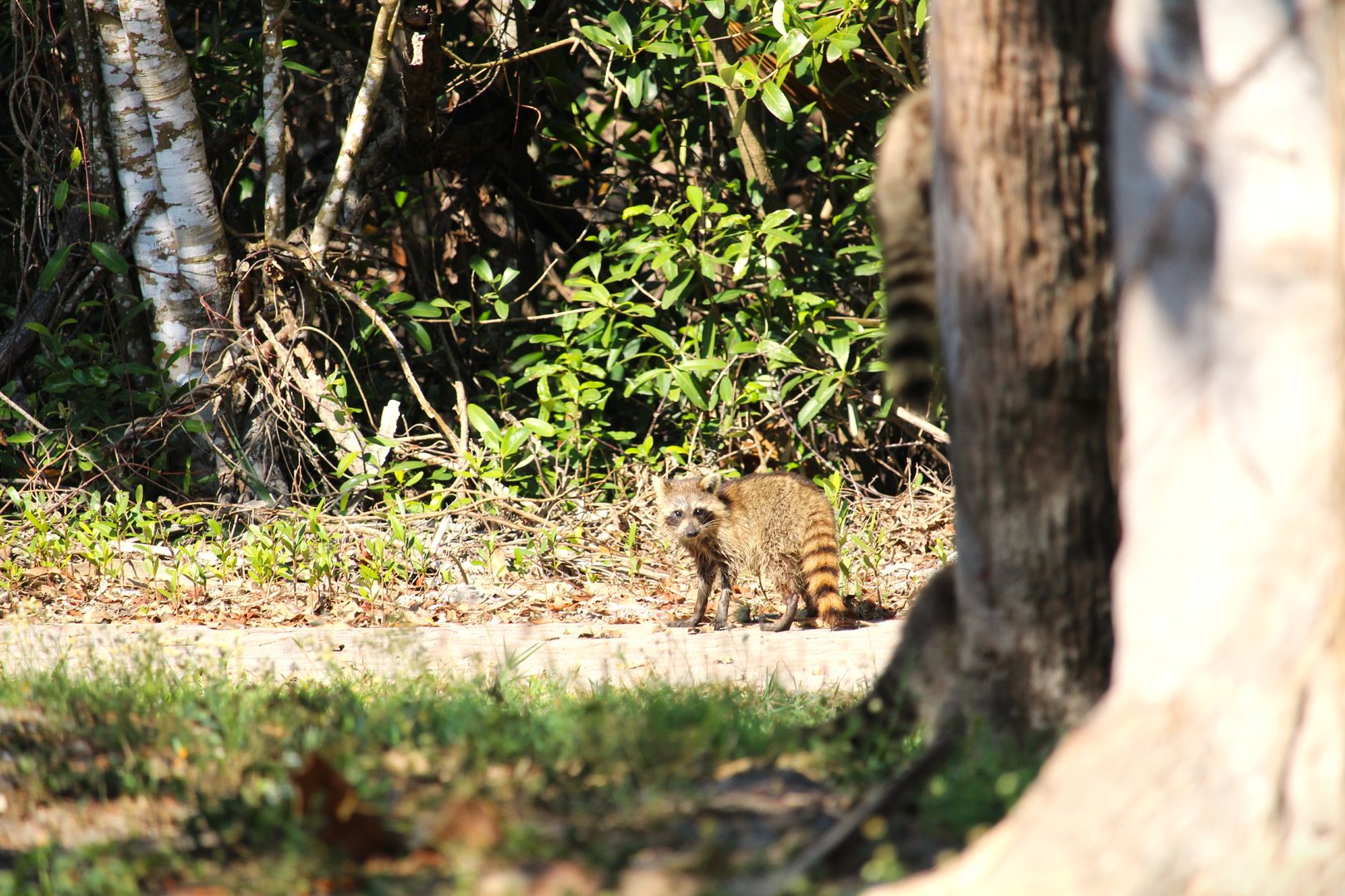 Florida Raccoon