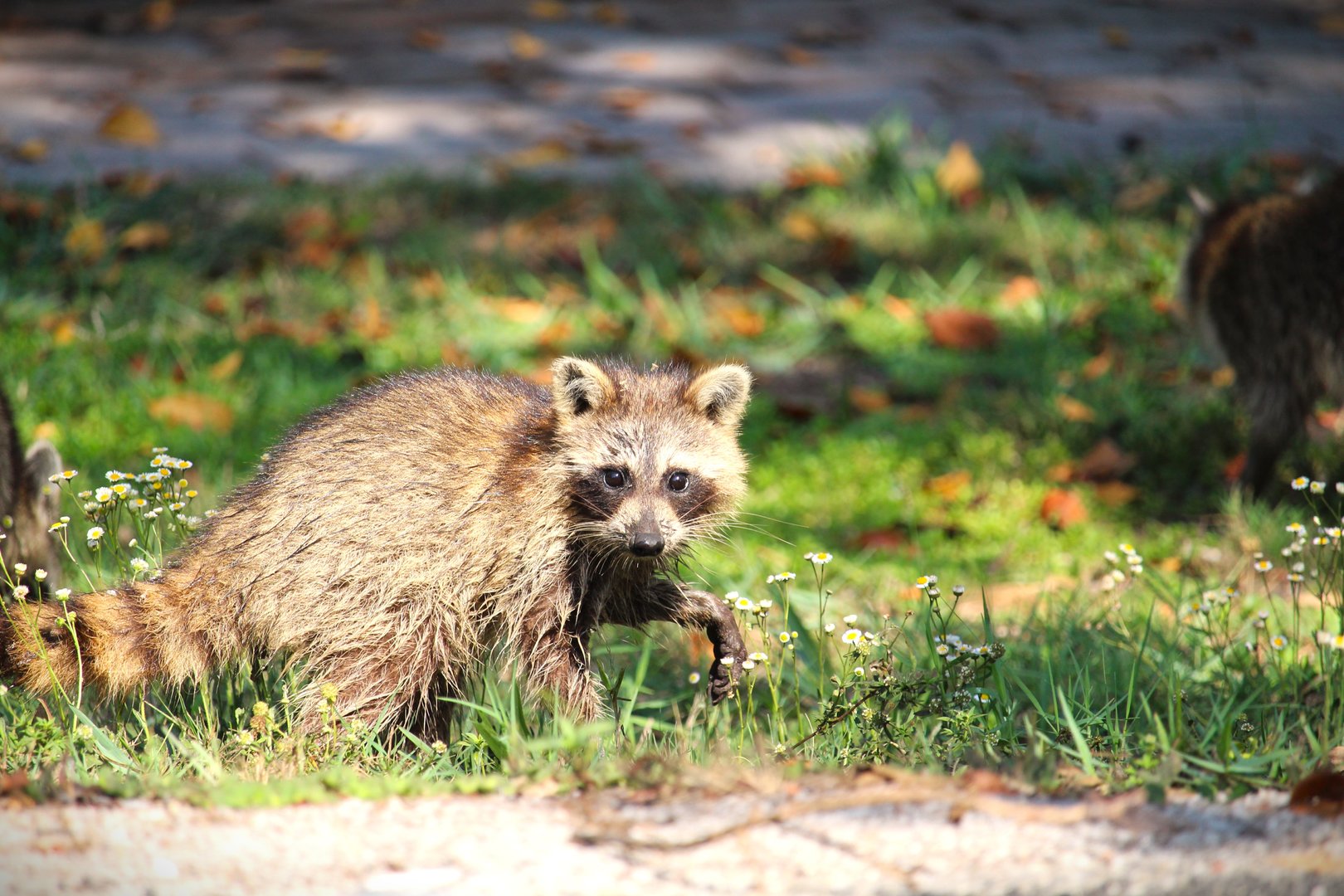 Florida Raccoon