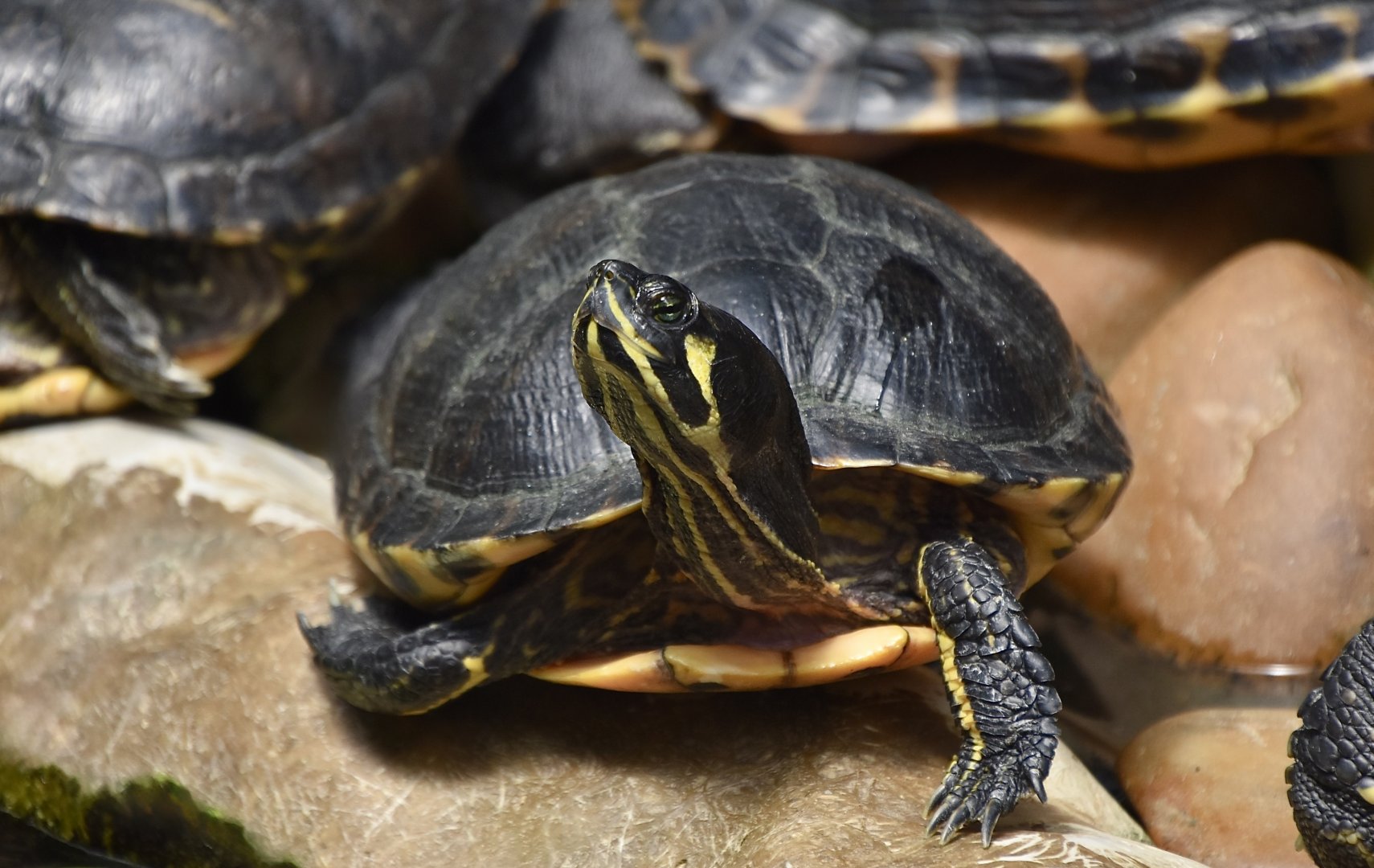 Florida Red-Bellied Cooter (Pseudemys nelsoni)