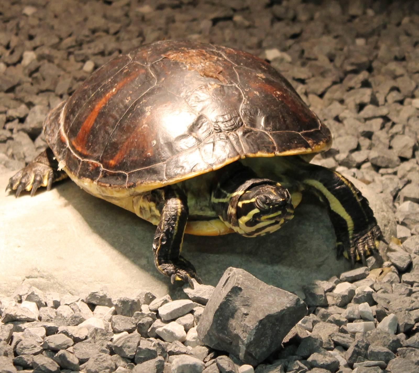 Florida red-bellied cooter