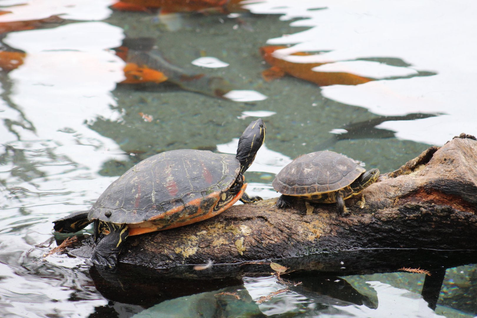 Florida Red-Bellied Cooter