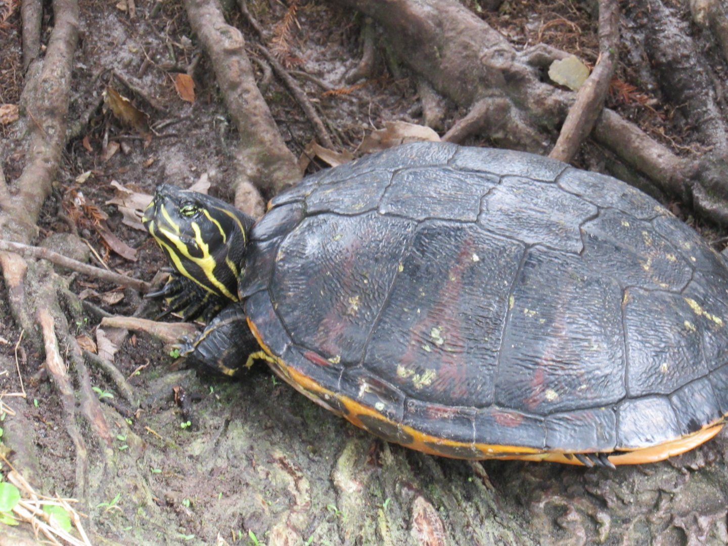 Florida Red-Bellied Cooter