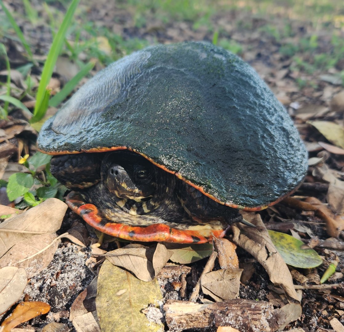 Florida Red-bellied Turtle (Pseudemys nelsoni)