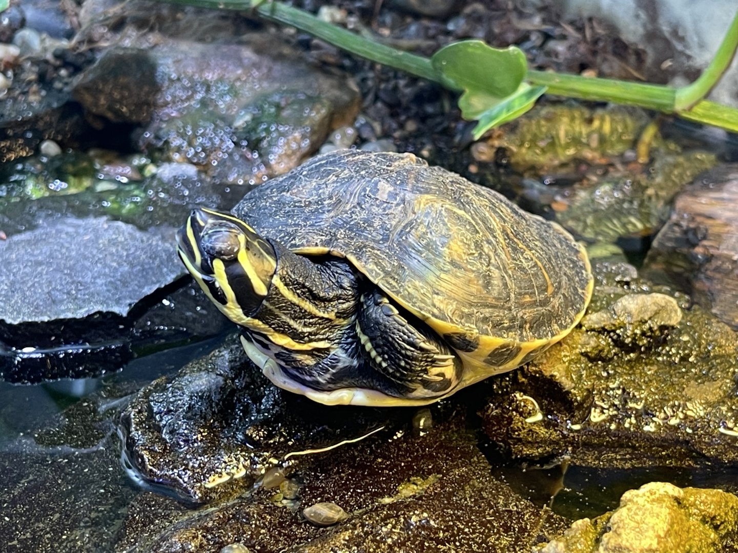 florida red-bellied turtle (pseudemys nelsoni)
