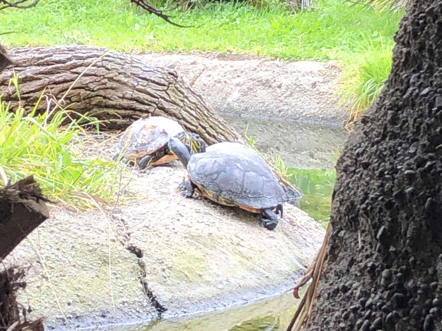 Florida red-bellied turtles