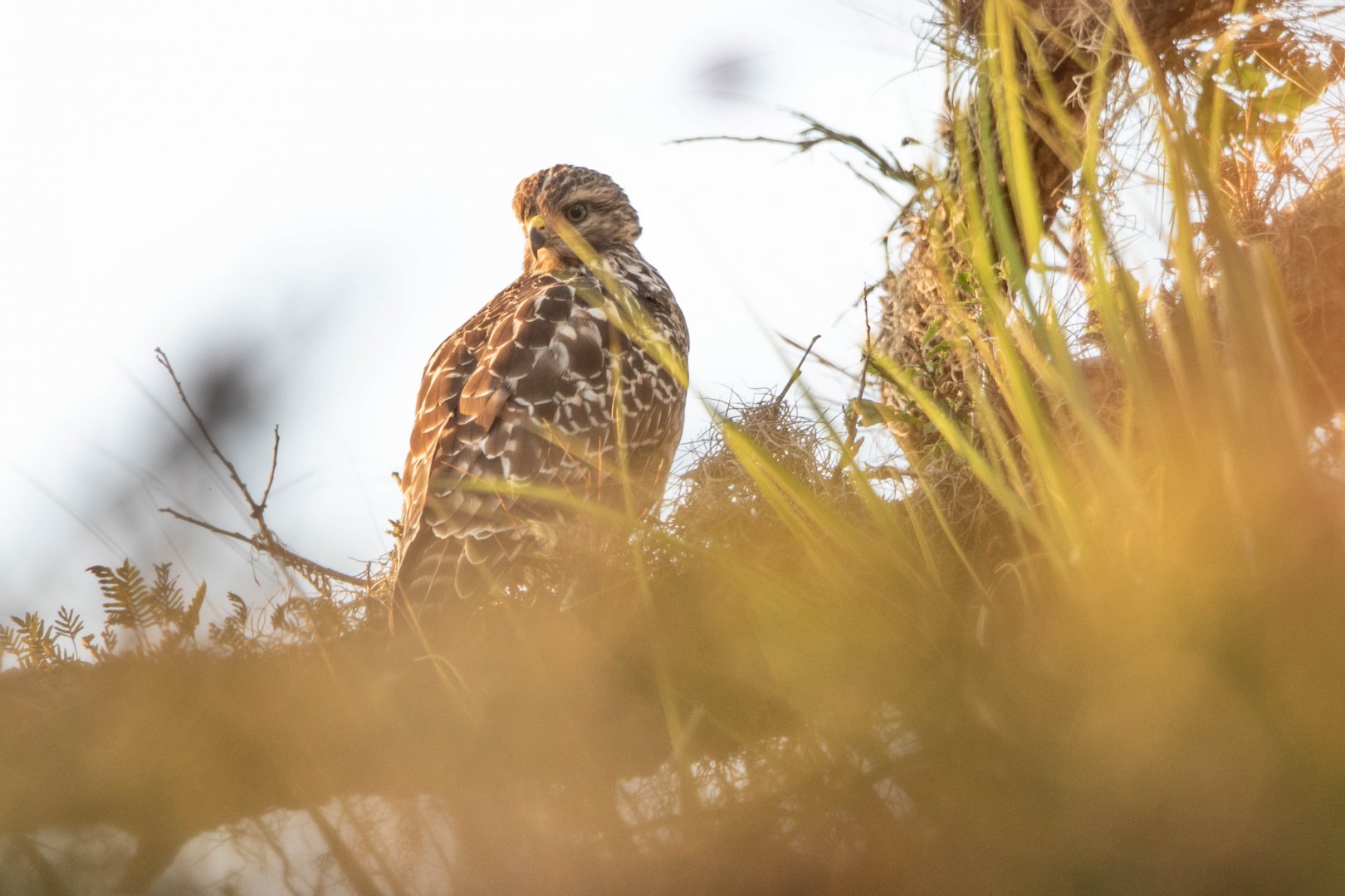 Florida Red-shouldered Hawk (Buteo lineatus alleni)