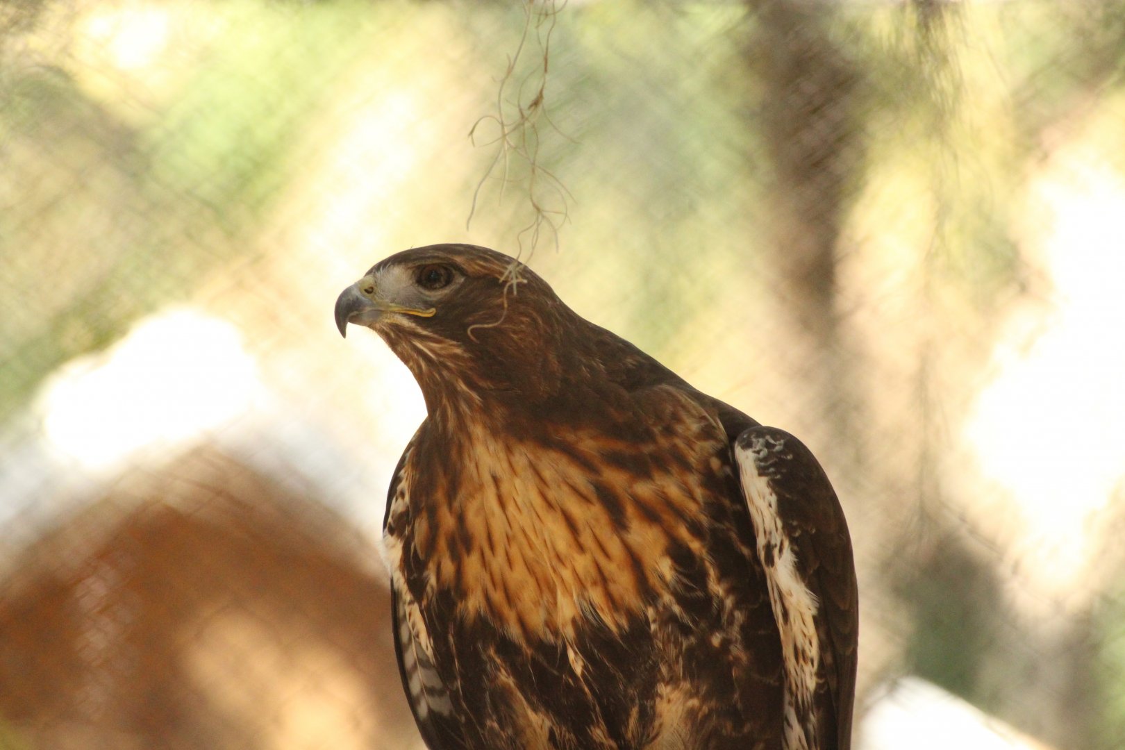 Florida Red-tailed Hawk