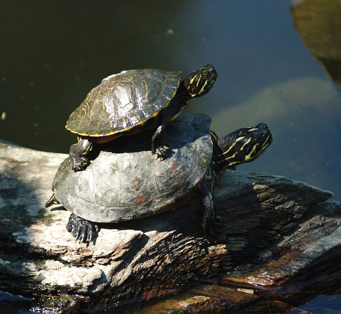 Florida redbelly turtles (Pseudemys nelsoni), 2008-08-06