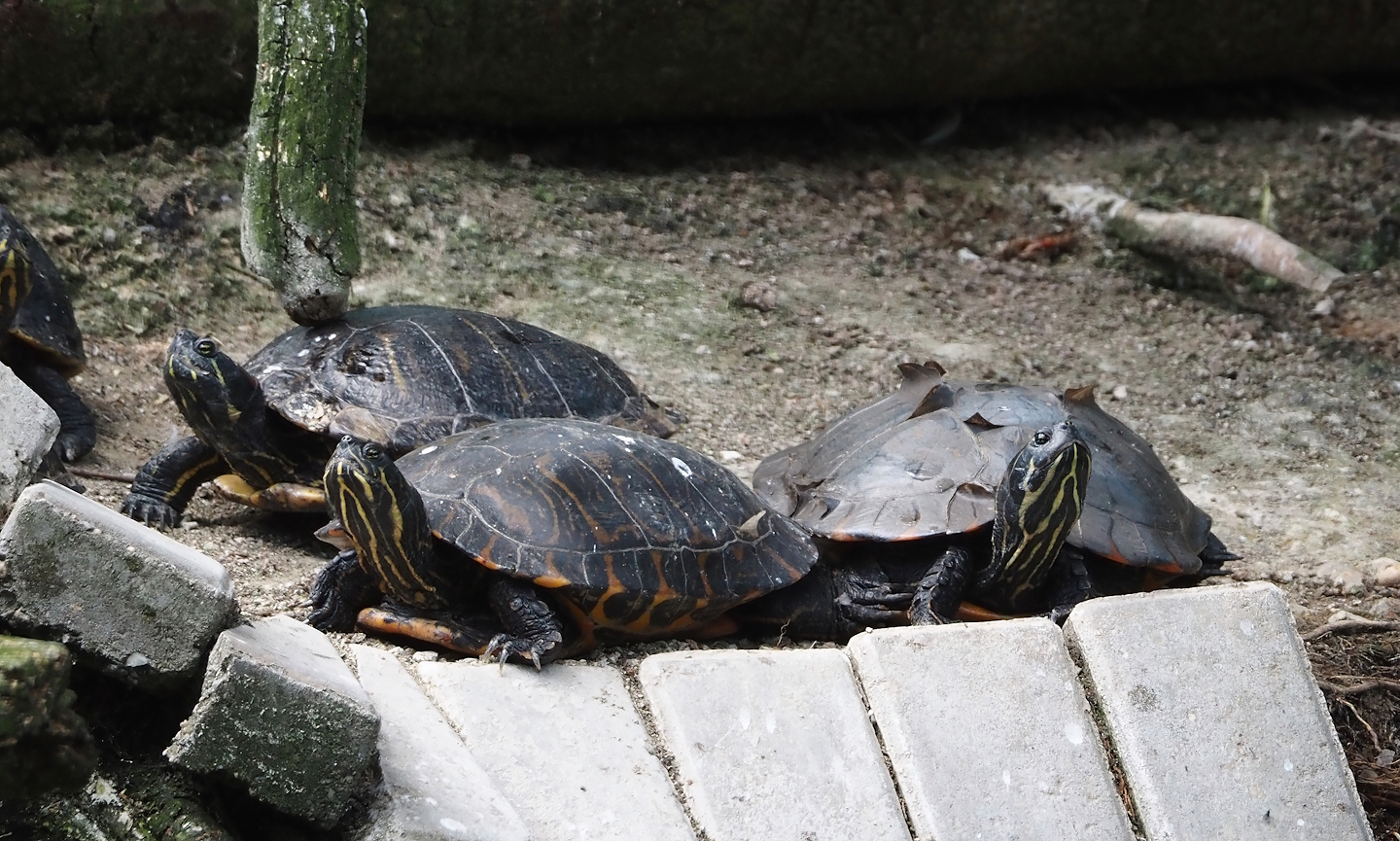 Florida redbelly turtles (Pseudemys nelsoni), 2024-06-08