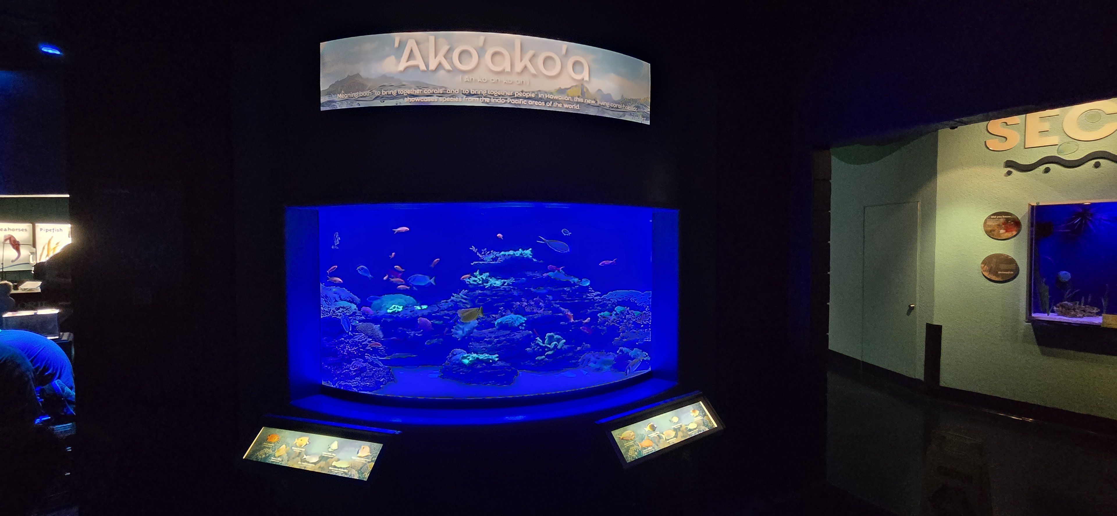 Florida Reefs - 'Ako'ako'a